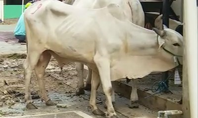 Megawati, Kapolri, & Menteri Berkurban Sapi di Muhammadiyah