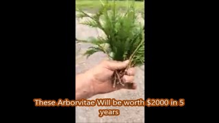 This Handful of Arborvitae Will Be Worth $2000 in 5 Years