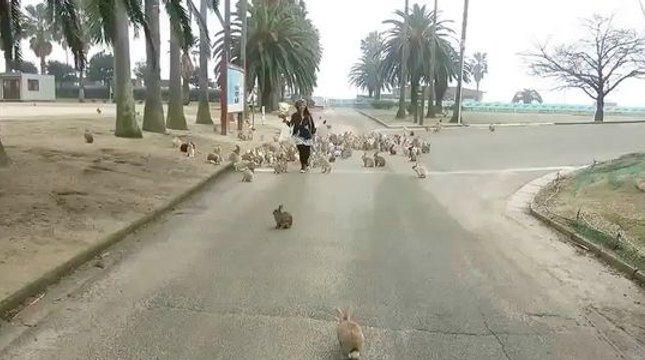 Quand tu te balades dans lapin land !