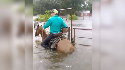 Un cowboy sauve des chevaux coincés pendant un ouragan !