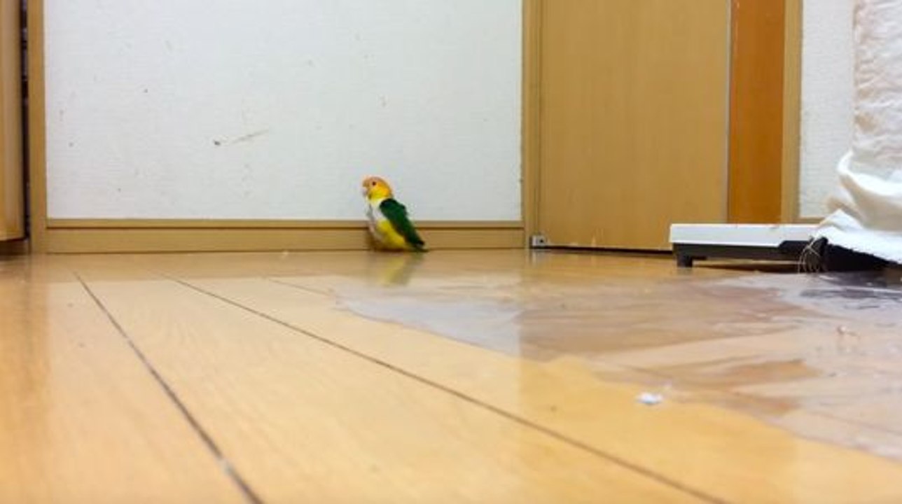 Un perroquet a une drôle de façon de montrer qu'il n'est pas content !