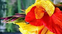 Canna Flowers - Top 10 most beautiful flowers in the world.