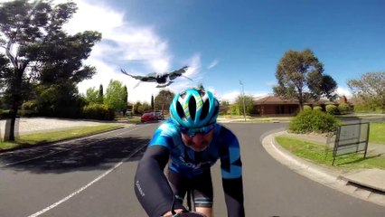 Un cycliste attaqué par une pie très en colère