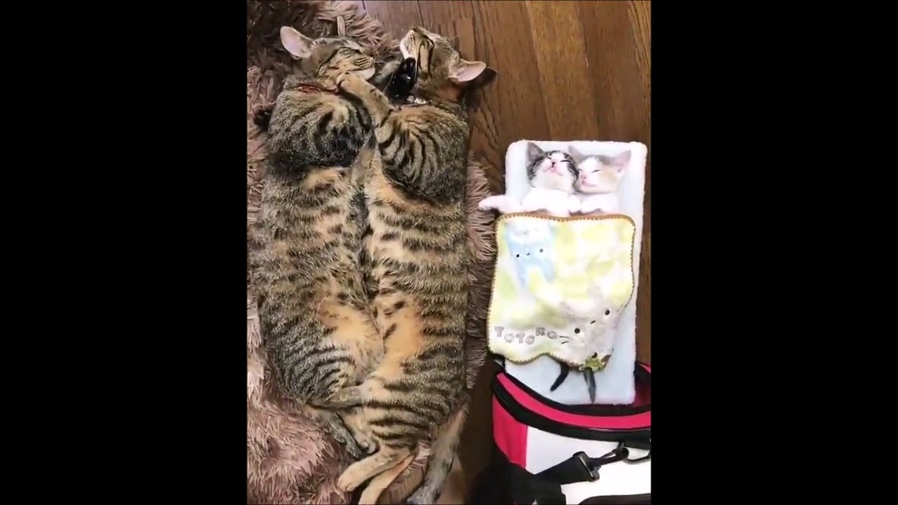 Cette famille de chats va vous faire craquer... Au dodo!!!!