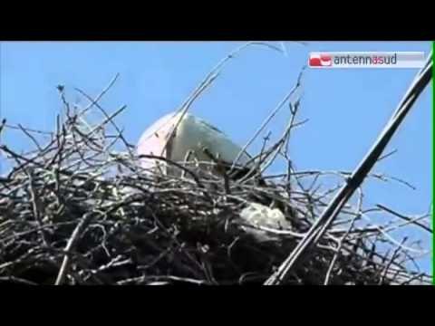 TG 13.05.14 Coppia di cicogne nidifica nel Parco del Gargano. Nido su traliccio vicino Manfredonia