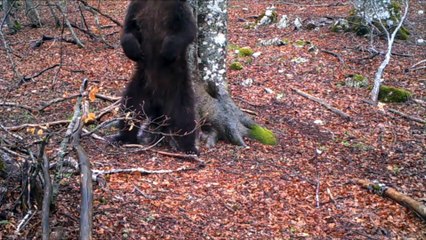Un arbre filmé pendant 365 jours