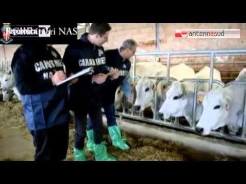 TG 10.06.14 Nas sequestrano carne bovina infetta a Bari e Foggia