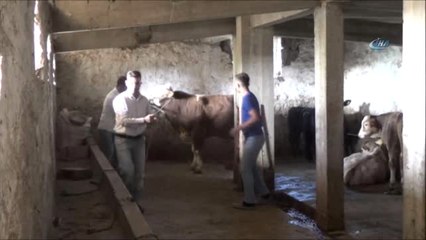 1 Tonluk Kurbanlık Dana Köyü Birbirine Kattı: 2 Yaralı