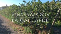 Vendange 2016 - Campus La Gaillarde