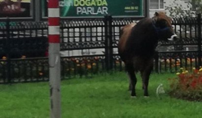 Kaçan boğa trafiğe daldı