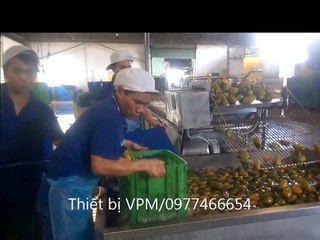 Dây chuyền rửa xoài, máy rửa xoài 2