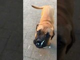 Bullmastiff Puppy Enjoys Frozen Yogurt Treat