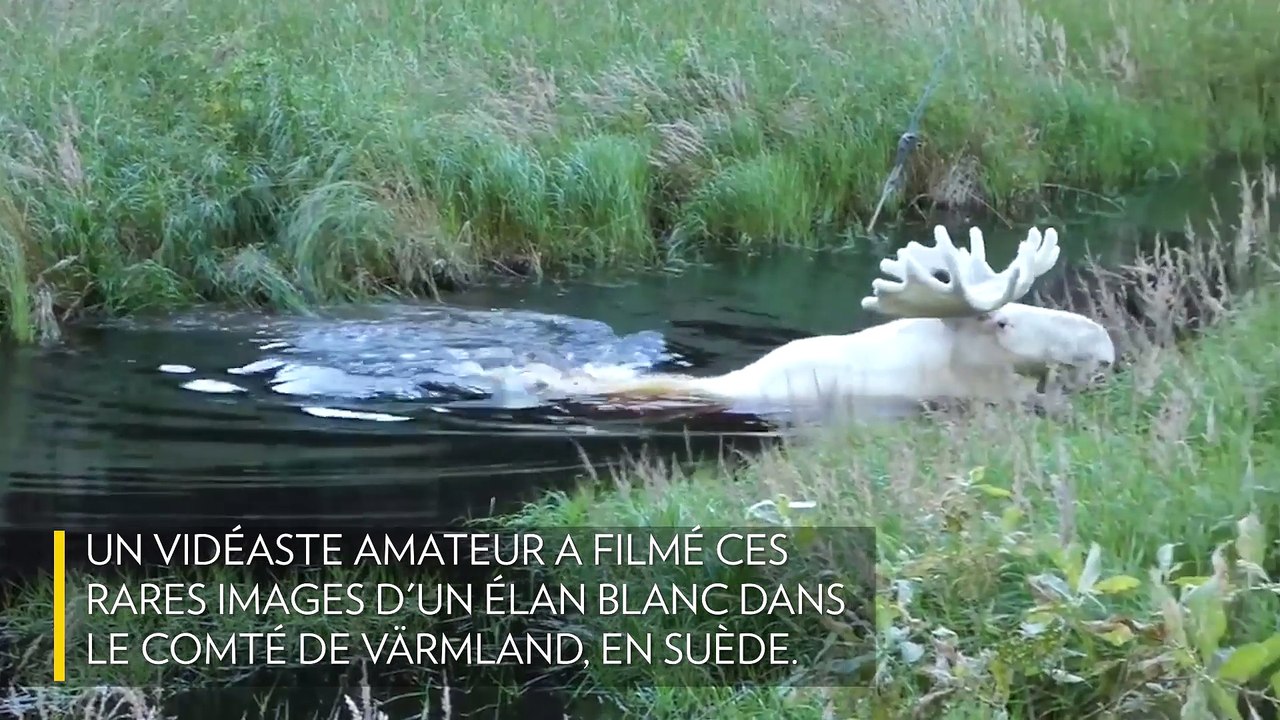 Un élan blanc filmé en Suède