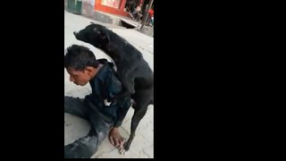 Funny dog and man having a sex  really let's watch