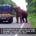 Un éléphant bloque la circulation pour manger des pommes de terre