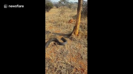 Man finds massive wild rock python in South Africa