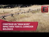 Muro fronterizo entre EU y México podría afectar a la fauna