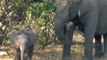 Un bébé éléphant s'amuse devant la caméra