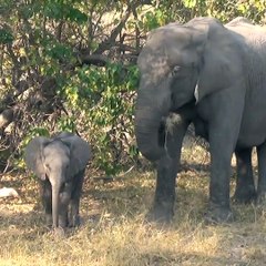 Un bébé éléphant s'amuse devant la caméra