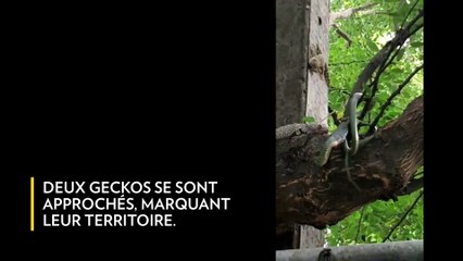 Combat entre deux geckos et un serpent