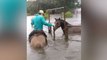 Amazing animals rescues during storm Harvey