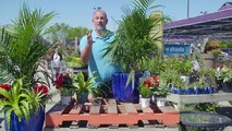 Outdoor Tropical Planter with TERRA Featuring Carson Arthur
