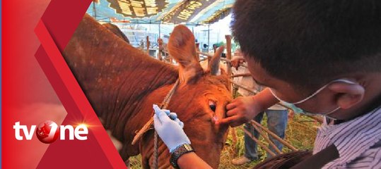Dinas Perternakan Temukan Cacing Hati pada Sapi Impor