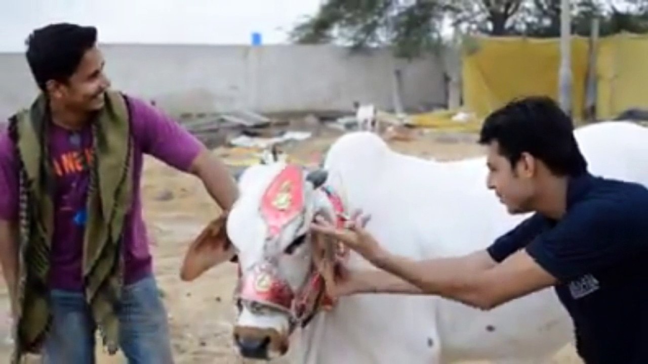 Bakra mandhi song