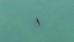 Aerial Footage Shows Large Crocodile in Water Near Popular Tourist Beach in Thailand