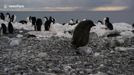Penguin chick faceplants on Antarctic beach