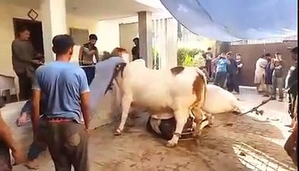 Astagfurillah Anari Qasai how Shamefull Qurbani 2015 EID UL ADHA