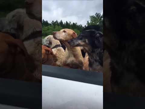 Volunteers Load Pickup With Dogs in Wake of Harvey Floods in Beaumont