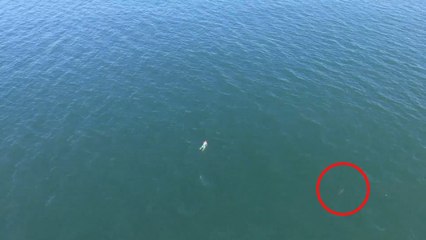 Man encounters shark while swimming from police