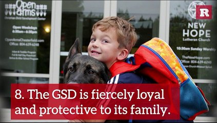 Fun Facts on the German Shepherd | Rare Animals