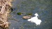 Water Moccasin Vs Egret