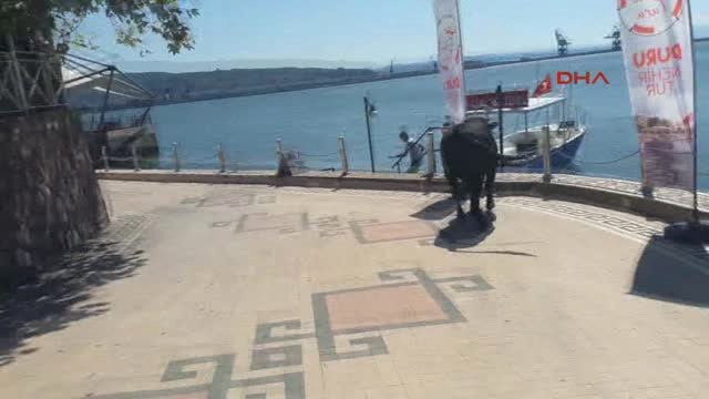 Zonguldak'ta Kaçan Kurbanlık Boğa İğne ile Yakalandı