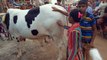 দেখুন শাকিব অপুর কোরবানির গরু | গরু কুরবানী নিয়ে অপু যা বললেন | tarokader eid anondo | EID UL ADHA