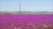 Le désert le plus aride du monde en fleurs après de fortes pluies. MAGNIFIQUE