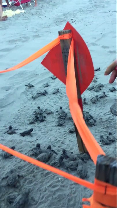Assistez à la naissance des centaines de bébés tortues sur la plage. Moment magique