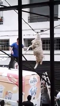 Un mouton se retrouve pendu par les cornes à une ligne électrique... Mais comment est-il arrivé là