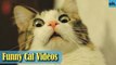 Cat Videos - Funny Cats - Funny Cat Videos - Kitten Videos - Funny Kitty Videos - Cats For Pets - P8