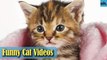 Cat Videos - Funny Cats - Funny Cat Videos - Kitten Videos - Funny Kitty Videos - Cats For Pets - P9