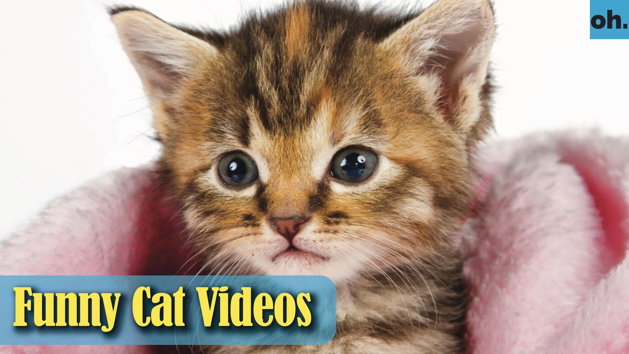 Cat Videos - Funny Cats - Funny Cat Videos - Kitten Videos - Funny Kitty Videos - Cats For Pets - P9
