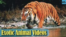Animal Video - Wild Animals - Rainforest  Animals - Rare Animals Zoo - Exotic Animals For Sale P5