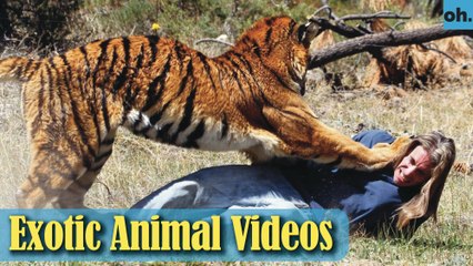 Video herunterladen: Animal Video - Endangered Animals - Extinct Animals - Rare Animals Zoo - Exotic Animals For Sale P3