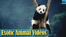 Animal Video - Wild Animals - Rainforest  Animals - Rare Animals Zoo - Exotic Animals For Sale P4