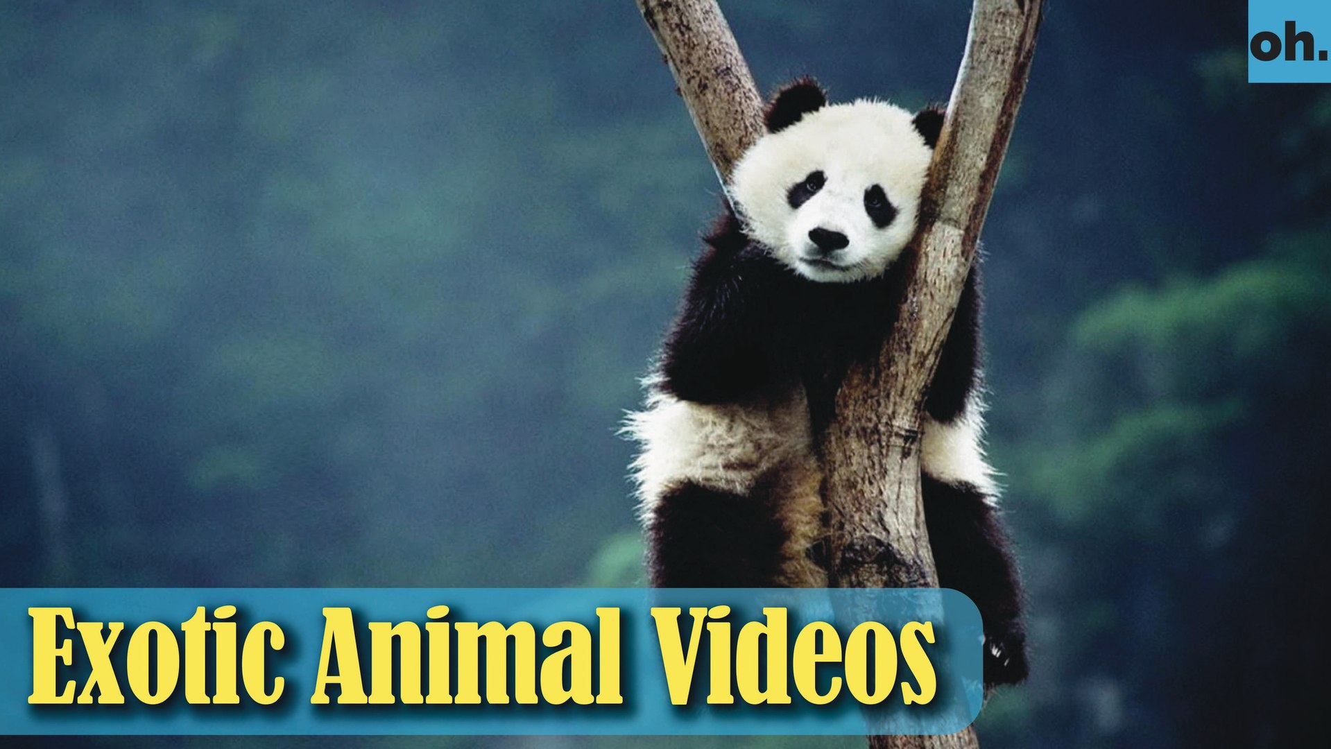 ⁣Animal Video - Wild Animals - Rainforest  Animals - Rare Animals Zoo - Exotic Animals For Sale P4
