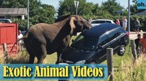 Animal Video - Wild Animals - Rainforest  Animals - Rare Animals Zoo - Exotic Animals For Sale P3