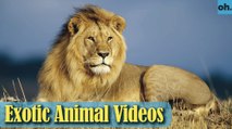 Animal Video - Wild Animals - Rainforest  Animals - Rare Animals Zoo - Exotic Animals For Sale P2