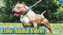 Animal Video - Endangered Animals - Extinct Animals - Rare Animals Zoo - Exotic Animals For Sale P4